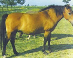 horse Morgenster Astrid (New Forest Pony,  , from Oosterbroek Arthur)