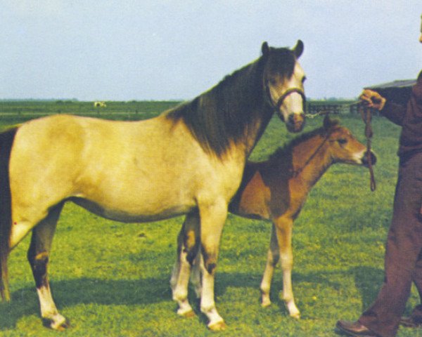 broodmare Gurnos Blondie (Welsh mountain pony (SEK.A),  , from Cusop Comedian)