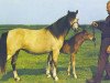 Zuchtstute Gurnos Blondie (Welsh Mountain Pony (Sek.A),  , von Cusop Comedian)
