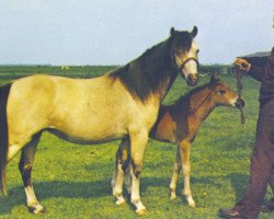 Zuchtstute Gurnos Blondie (Welsh Mountain Pony (Sek.A),  , von Cusop Comedian)