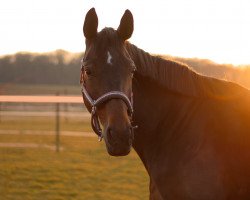 dressage horse Barcelona 53 (Hanoverian, 2009, from Benetton Dream FRH 1301)