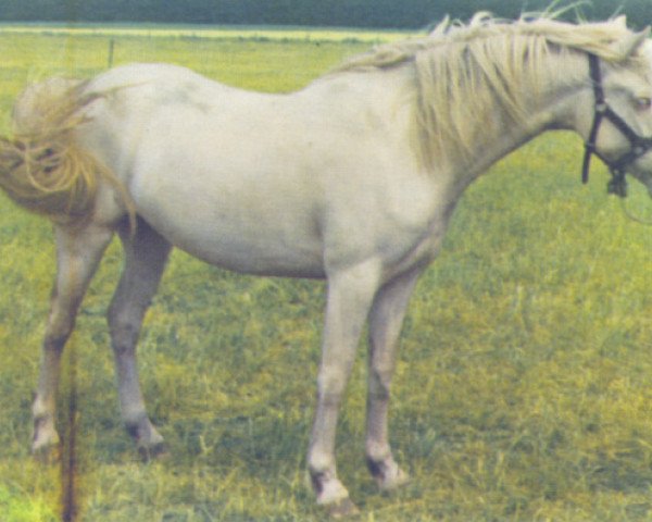 horse Van de Arenbosch Rosalinde (Connemara Pony, 1974, from Glenarde)