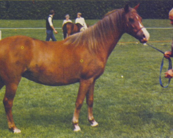 Pferd Brightmore Cherry (Welsh Pony (Sek.B), 1971, von Solway Master Bronze)
