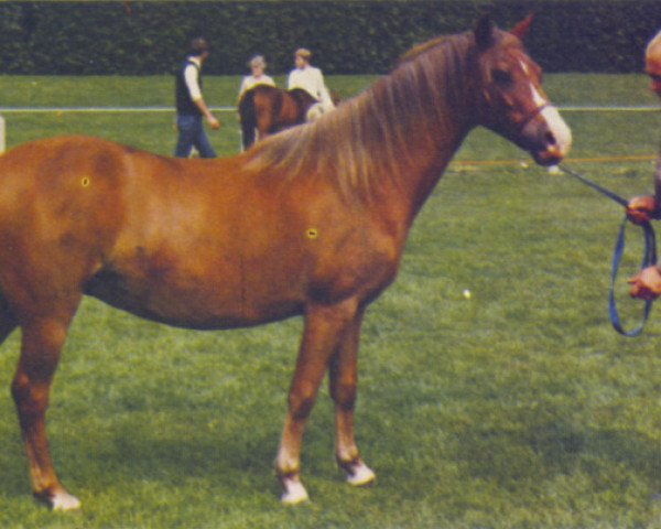 horse Brightmore Cherry (Welsh-Pony (Section B), 1971, from Solway Master Bronze)