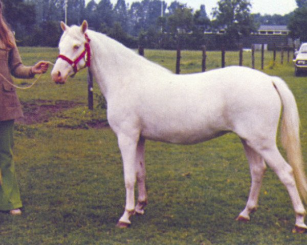Pferd Highmoor Judy King Dan (Welsh Mountain Pony (Sek.A),  , von Kingsmead Jewel Thief)