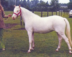 horse Highmoor Judy King Dan (Welsh mountain pony (SEK.A),  , from Kingsmead Jewel Thief)