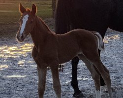 broodmare Desert Rose (Hanoverian, 2018, from Diamond Hit)