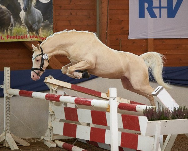 stallion Cadlanvalley Sir Ivanhoe (Welsh-Pony (Section B), 2009, from Boston Bonaparte)