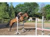 jumper Amore Mio 26 (German Warmblood, 2007, from Antaeus)