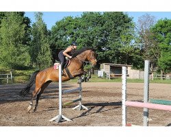 jumper Amore Mio 26 (German Warmblood, 2007, from Antaeus)