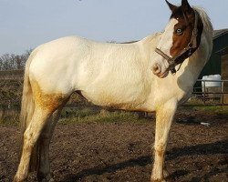 broodmare Gaydon Rose (British Sport Horse, 2011)