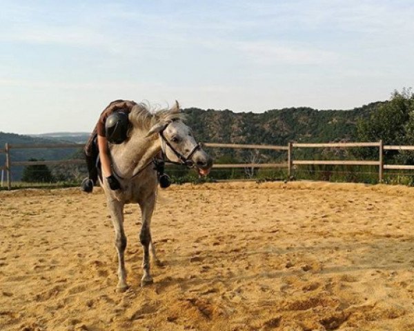 horse Chello (Trakehner, 2006, from Suchard)