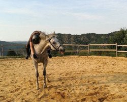 horse Chello (Trakehner, 2006, from Suchard)