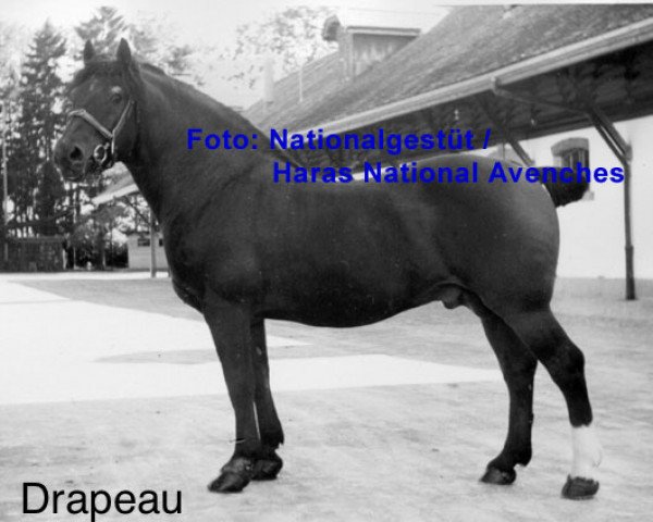 stallion Drapeau (Freiberger, 1936, from Zephir)