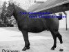 stallion Drapeau (Freiberger, 1936, from Zephir)