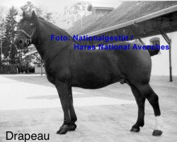 stallion Drapeau (Freiberger, 1936, from Zephir)