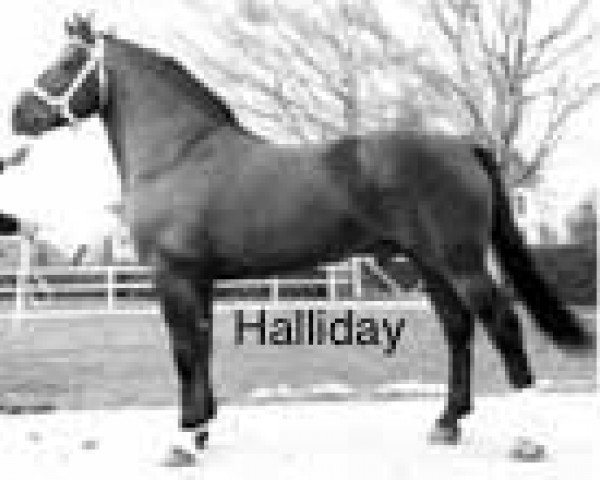 stallion Halliday (Freiberger, 1982, from Haven)