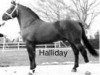 Pferd Halliday (Freiberger, 1982, von Haven)