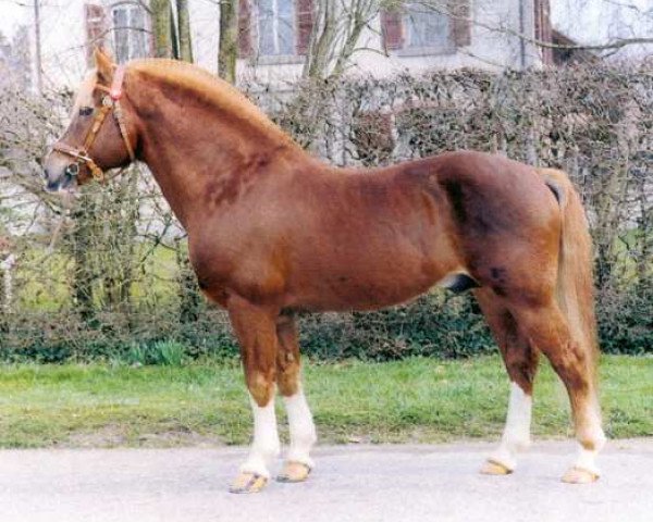 stallion Damien (Freiberger, 1974, from Denver)