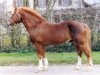 stallion Damien (Freiberger, 1974, from Denver)