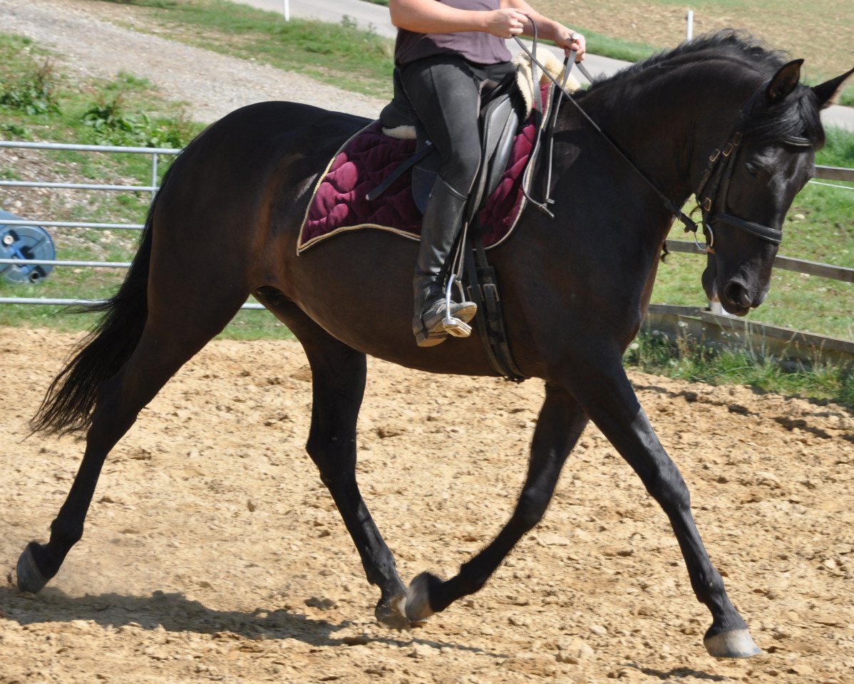 broodmare Famosa (Pura Raza Espanola (PRE), 2007)