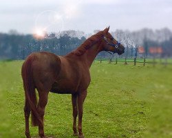 broodmare Drága Lány (Oldenburg, 2014, from Dimaggio)