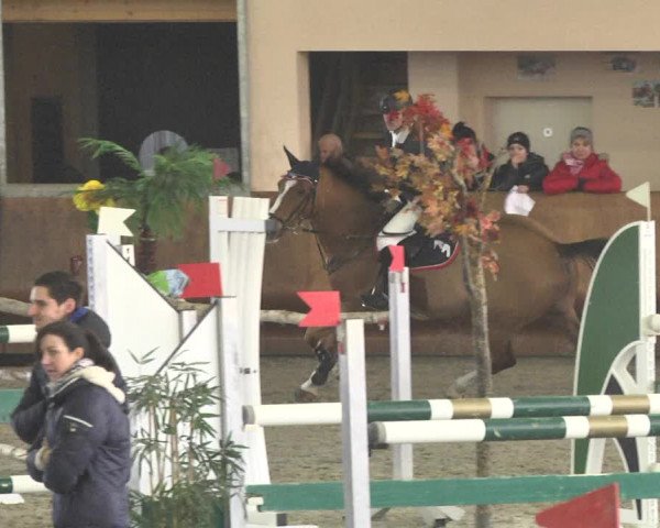 Reitturnier Dettingen 2018