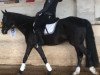 dressage horse Di Nando (Hanoverian, 2012, from De Niro)