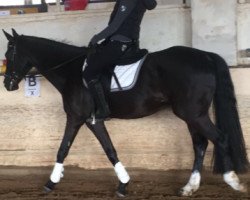 dressage horse Di Nando (Hanoverian, 2012, from De Niro)