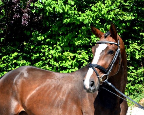 Springpferd For Quintana H (Hannoveraner, 2012, von For Pleasure)