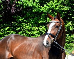 jumper For Quintana H (Hanoverian, 2012, from For Pleasure)