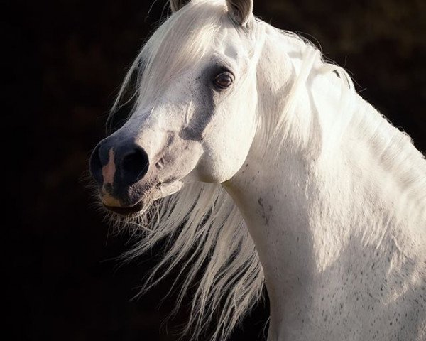 horse Baa Ahabb ox (Arabian thoroughbred, 2004, from Ibn Shah Mabrouk ox)