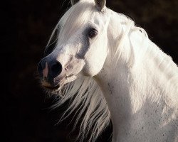 stallion Baa Ahabb ox (Arabian thoroughbred, 2004, from Ibn Shah Mabrouk ox)