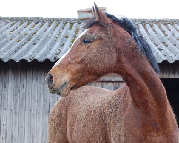 Springpferd Cahermoyle Pet (Irish Sport Horse, 2012)