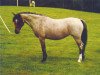 broodmare Kirby Cane Saffron (Welsh-Pony (Section B), 1964, from Downland Drummer Boy)