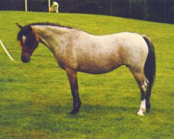 Zuchtstute Kirby Cane Saffron (Welsh Pony (Sek.B), 1964, von Downland Drummer Boy)