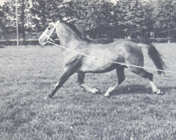 Deckhengst Ajax (KWPN (Niederländisches Warmblut), 1942, von Barb stallion)