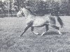 Deckhengst Ajax (KWPN (Niederländisches Warmblut), 1942, von Barb stallion)