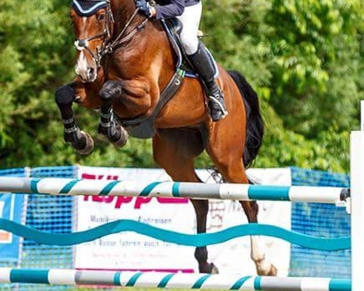 jumper Carlo 406 (Holsteiner, 2008, from Ab 19 Chepetto)