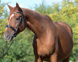 broodmare K Tünde (Hungarian Warmblood, 2008, from Leonce)