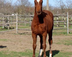 Springpferd Dzsem (Ungarisches Warmblut, 2017, von Cassilano)