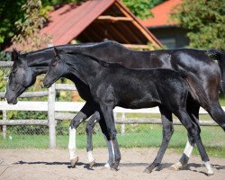 dressage horse Zorina (Hungarian Warmblood, 2017, from Zonik One)