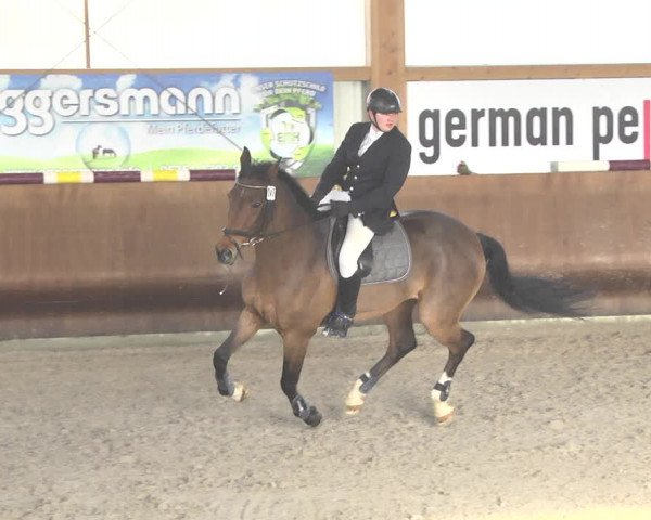 Reitturnier Dettingen 2018