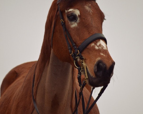 jumper Caballero 91 (Oldenburg, 2004, from Con Capitol)