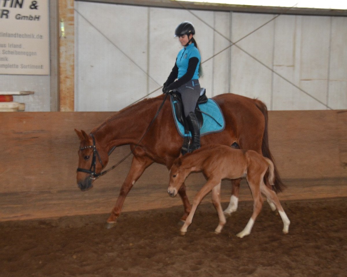 Zuchtstute Elfensturm (Trakehner, 2012, von Perechlest)