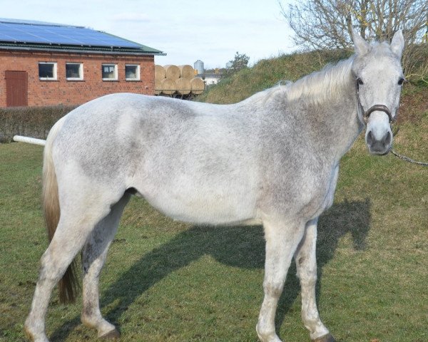 broodmare Elfenfeuer (Trakehner, 1994, from Marius)