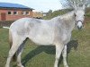 broodmare Elfenfeuer (Trakehner, 1994, from Marius)