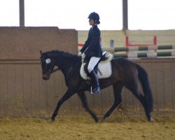 Springpferd Pipilotta v.d. Wiesharde (Deutsches Reitpony, 2011, von Colonel)