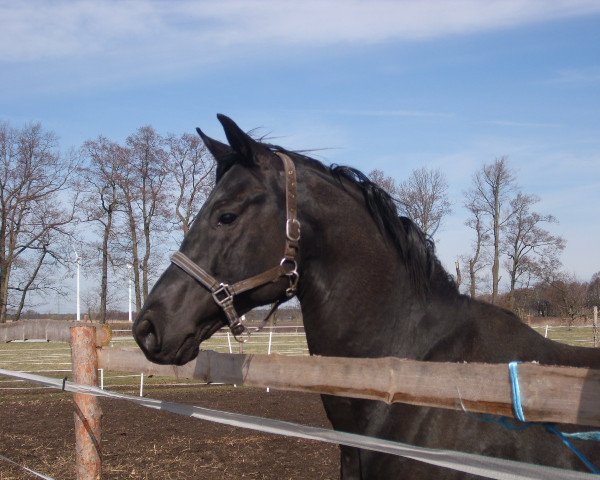 stallion Bacardi CR (Oldenburg, 2011, from Bailamos Biolley)