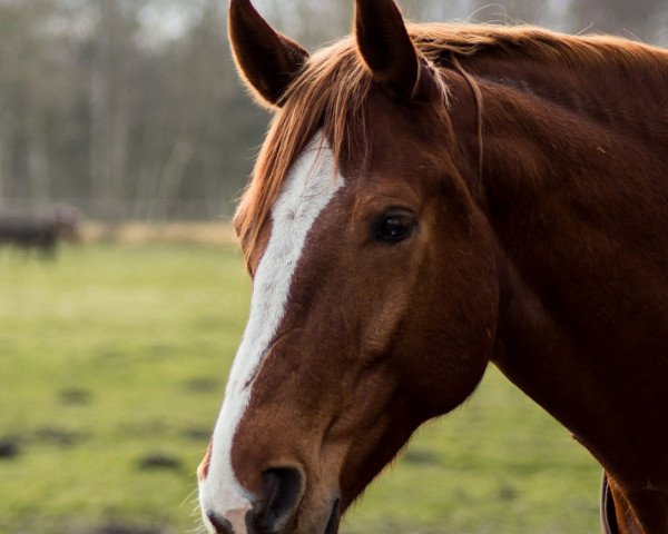 dressage horse Leopold L (Hanoverian, 2008, from Londonderry)